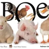 Boe!