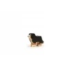 Trauffer Berner Sennenhond Staand Middel